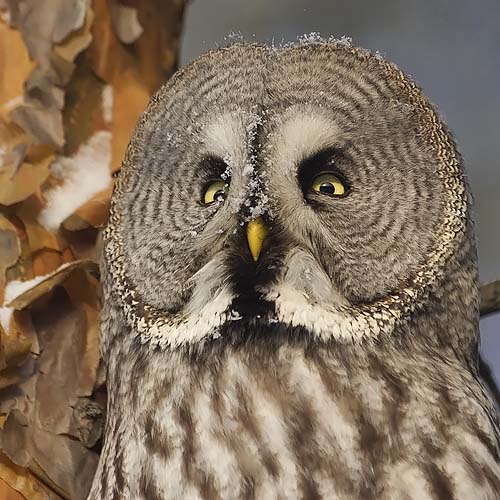 Lapinpöllö, Great Grey Owl, Strix nebulosa